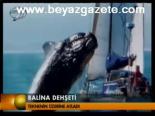 Balina Dehşeti