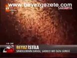 Beyaz İstila