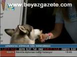 Köpekler İçin Dondurma