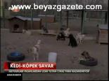 Kedi- Köpek Savar