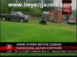 Anne Ayının Büyük Çabası