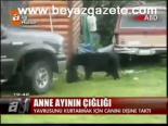 Anne Ayının Çığlığı