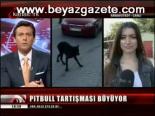 Pıtbul Tartışması Büyüyor