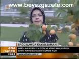 Bağcılarda Kayısı Zamanı