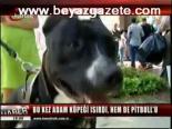 Bu Kez Adam Köpeği Isırdı