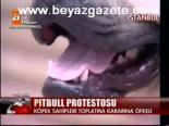 Pitbull Protestosu