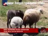 Sıpa Kendini Kuzu Sanıyor