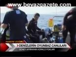 Denizlerin Oyunbaz Canlıları