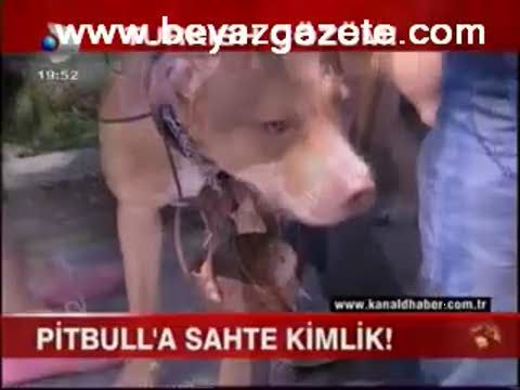 pitbull a sahte kimlik kanal d ana