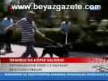 İstanbul'da Köpek Saldırısı