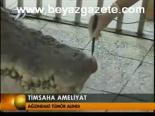 timsah - Timsaha Ameliyat Videosu