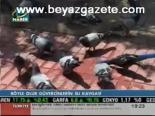 Böyle Olur Güvercinlerin Su Kavgası