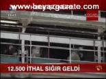 12.500 İthal Sığır Geldi