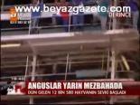 Anguslar Yarın Mezbahada