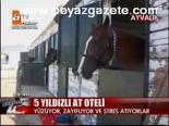 5 Yıldızlı At Oteli