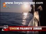 Çingene Palamutu Zamanı