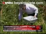 Cumhurbaşkanı Domates Topladı