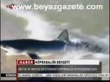 kopekbaligi - Köpekbalığı dehşeti Videosu