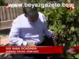 Gül Baba Ocağında