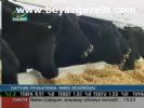 gumruk vergisi - Hayvan İthalatında Vergi Düşürüldü Videosu