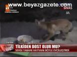 Tilkiden Dost Olur Mu?
