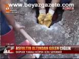 Asfaltın Altından Gelen Çığlık