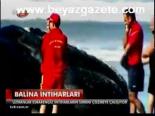 Balina İntiharları
