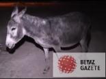 Vatandaşın Yaralı Eşeğe Gösterdiği Şevkat