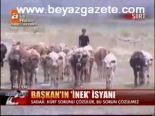 Başkan'ın İnek İsyanı