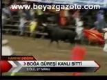 Boğa Güreşi Kanlı Bitti