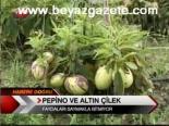 Pepino Ve Altın Çilek