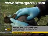 Kuş Ölümleri Türkiye'de