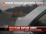 Otoyolda Kaplan Şoku!