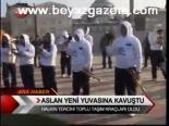 Aslan Yeni Yuvasına Kavuştu
