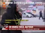 En Vahşi Evcil Hayvan