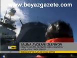 Balina Avcıları Haberiniyor