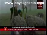 Hayvanların Dünyası