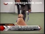 Türkiye'nin Tek Hayvan Kan Bankası