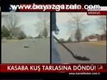 Kasaba Kuş Tarlasın Döndü !