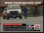Gökten Ölü Kuş Yağıyor