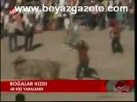 Boğalar Kızdı
