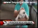 Arjantin'de Beyaz Aslanlar