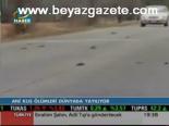 Ani Kuş Ölümleri Dünyada Yayılıyor