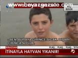 İtinayla Hayvan Yıkanır!