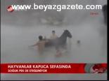 Hayvanlar Kaplıca Sefasında