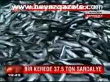 Bir Kerede 37,5 Ton Sadalye