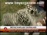 Beyaz Kaplan Yavruladı