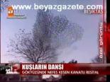 Kuşların Dansı