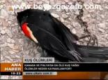 Kuş Ölümleri
