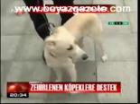 Zehirlenen Köpeklere Destek